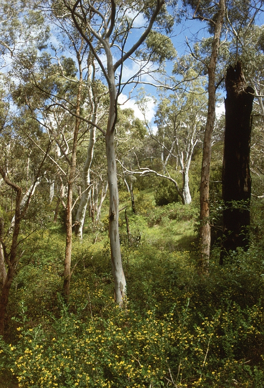 724_In Upper Sturt Park (Adelaide), deels wild Eucalyptusbos met Koala's.jpg